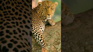 Tanzania, Incredible Destinations #travel #short