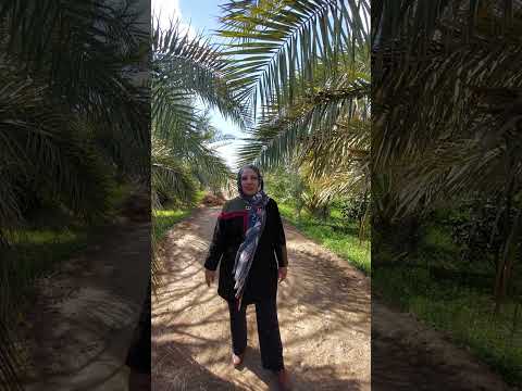 شعری از حکیم عمر خیام