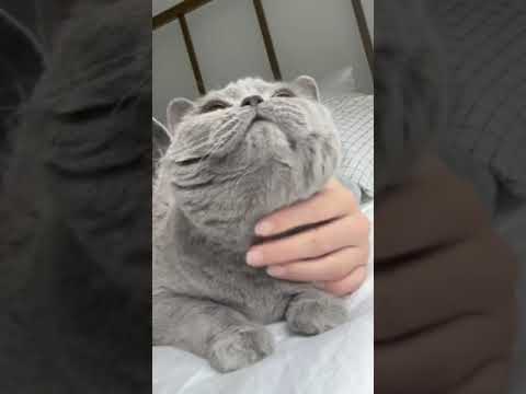 The Stressful Life of a British Shorthair Cat🦁🐈‍⬛ | #cat #pets #britishshorthair