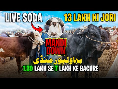 Live Soda kitne ka hua. | 1.30 se 7 lakh wale bachre.#bahawalpurmandi 