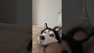 This Might Be The Funniest Dog Ever 😂