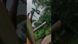 Rainy Day Aesthetic Peaceful#Shorts #RainyVibes #NatureAesthetic #RainyMood #MoodyVibes #SoulfulRain