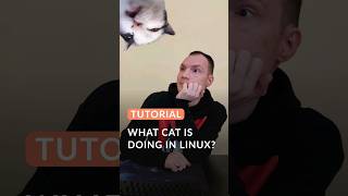 What cat is doing in linux? #bash #zsh #shell #linux #macos #cats #coding #сode #software #cat