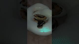 🤍🐍#snake #viralvideo #foryou #reptiles #animals #fypシ#piedballpython