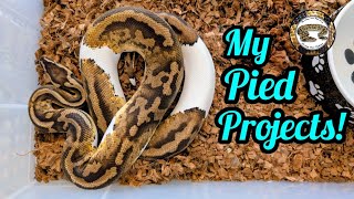 Ball Python Pied Projects! 