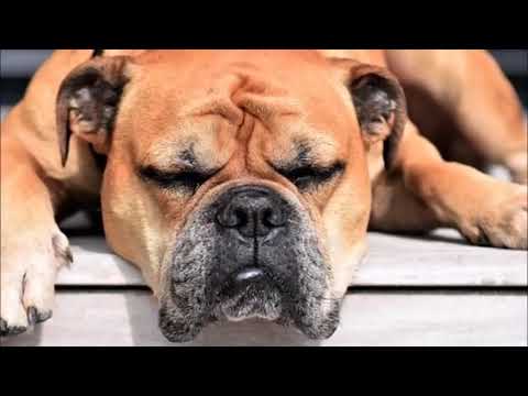dog videos to watch and relax! Help your dog to sleep Ansiedade or Stress with TV and music!