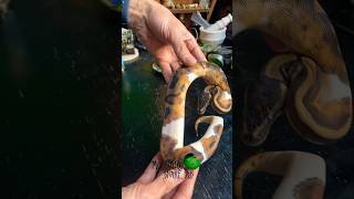 #Snakes on planes! #molinarosnakelab #snakebreeding #snakekeeping #ballpython #royalpython #shorts