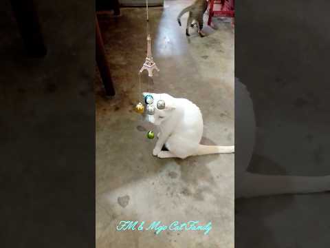 বসে বসে ফাল্গুনের ঘণ্টা বাজাই গাইস- মিনু 😝🤩🥰🤍 #shorts #ytshorts #catlover #trendingshorts