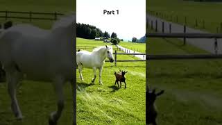 #aianimal #aianimalvideo #aianimalvlogs #aianimalstories #aianimalrescue