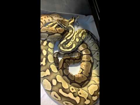 Black Flame Bee X Pastel Lesser