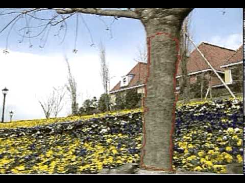 flowerGarden_motionAndColor.avi