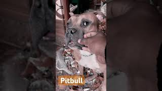 #pitbull #americanbully #americandogs #viral #indianreaction #loyalpitbull