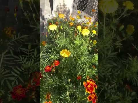 Куточок Львова. A piece of Lviv city. #lviv #ukraine #львів #україна #місто #city #inspiration