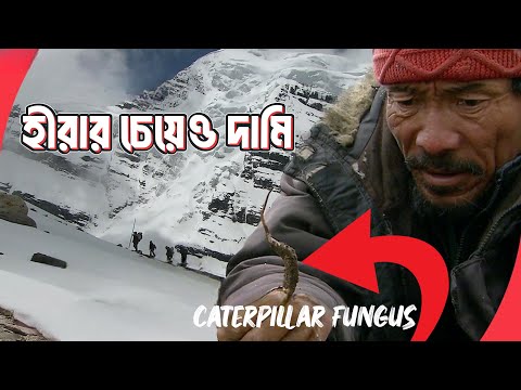 বিশ্বের সবচেয়ে দামী ছত্রাক ইয়ারসাগুম্বা | ১ কেজির মূল্য ১২ লক্ষ  টাকারও বেশি | Caterpillar Fungus
