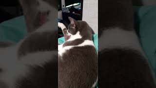 Cat🐈 vid & Me talking:)