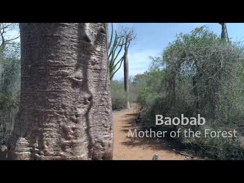 Healing Seekers Madagascar: Baobab Trees