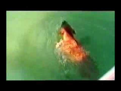 shark attack