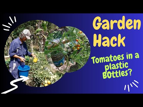 Master Gardener Hacks: Grow Tomatoes in a Bottle!