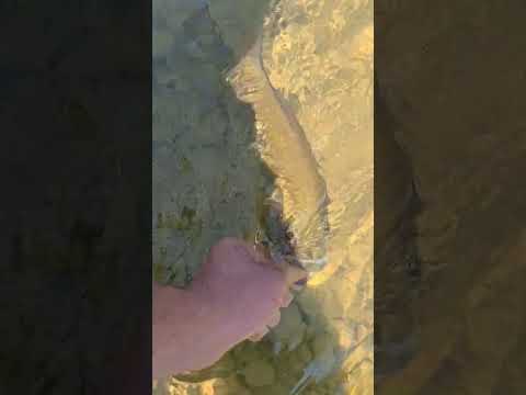 Genesee River Smallmouth Release #geneseeriver #letchworthstatepark #fishing #smallmouth