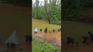 Paddy farming on village #shorts #agriculture #agritools #farming2024 #noamanreaction