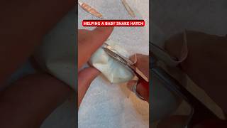 Helping a baby Ball Python HATCH!!