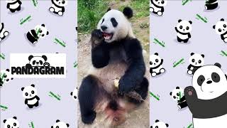 [Panda Video] Pandas eat every day, have fun every day - Pandagram