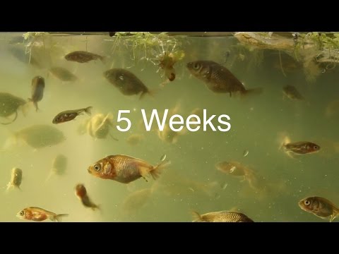 5 Weeks Update