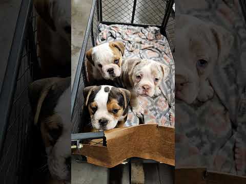 well 2👸nd a 🫅😍 #oldeenglishbulldogge #oldeenglishbulldog #puppiesforsale #puppiesofyoutube #bulldog