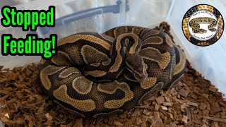 Ball Python Adults Stop Feeding In The Breeding Season