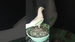 🕊️✨❤️💖#viral_video #howtoviralshortvideo #howtosubscribe #kabootarba 🕊️🕊️🕊️🕊️🕊️✨💖