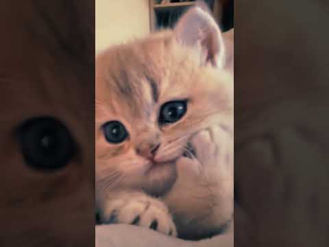 Sad kitty, lost in thought 🐱😔"#SadKitty #FelineFeels #KittyVibes #CatLovers #MelancholyKitty #cute #
