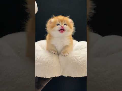 cute kitten😹✨#SnappyWorld#Shorts#Kittens #CuteCats #FunnyKittens#Cat#Meow#meo#viral #pets#CatVideos