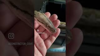 Super Dwarf Reticulated Python