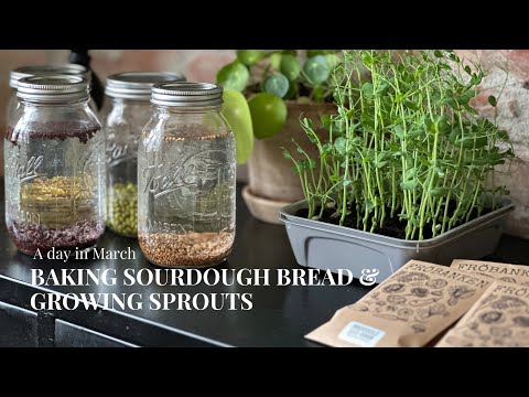 #3 Baking sourdough bread and growing sprouts ~ A day in March in Sweden