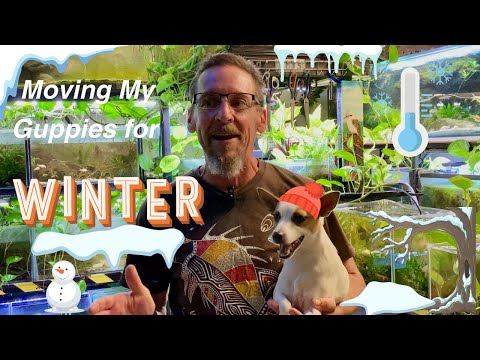 Moving My Guppies for Winter in Australia !?