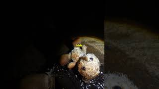 I Explored Faze Rug Tunnel 😱