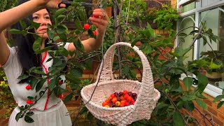 Delicious Cherry picking 🍒 No Bake Dessert Recipe