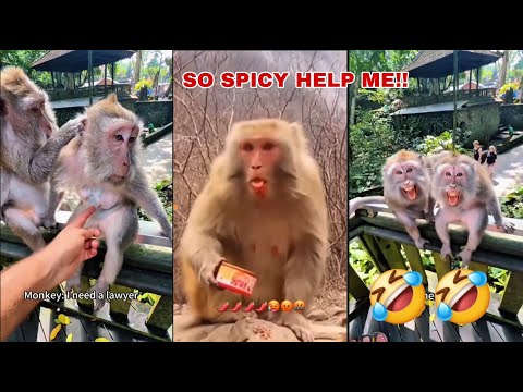 🍌 “Try Not to Laugh – Funny Monkey Compilation!”
