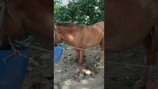 Power Of Animals #shorts