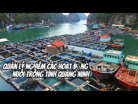 Điều gì đang kìm hãm ngành nuôi trồng thủy sản Quảng Ninh?