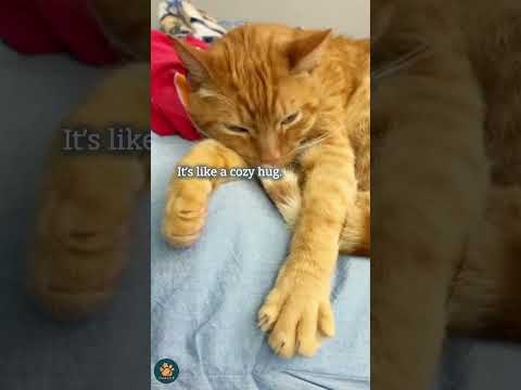 Why Your Cat Makes Biscuits