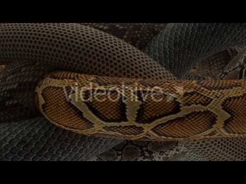 Snake Background Motion Graphics Background