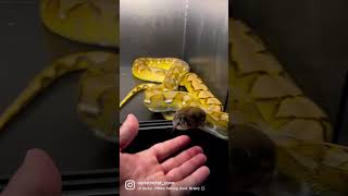 Curious Dwarf Reticulated Python #shorts #reels #python #snake #reptiles #curious