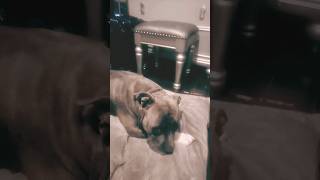 dog toys!!!! sadee!!!  #doglife #dogs #dog_features #music #dancing #dogtoys #pitbulldog #pitbulls