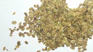 蛇床子 @ 中藥材展示與記錄 - Cnidium monnieri - Chinese Materia Medica Illustration and Record