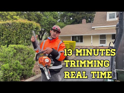 Hedge Trimming Action [ Stihl HS 45 ]