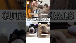 cute animals funny video trending shorts 🥰 #funnycomedyshort #cuteanimalsfunnyvideos #funnycomedy
