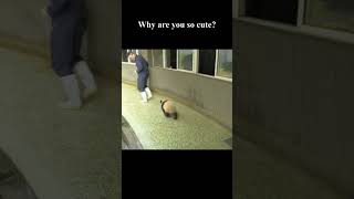 #panda #pandagram #cutepanda #shorts