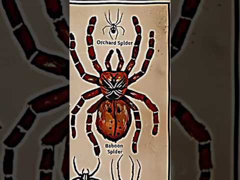 TYPES OF SPIDERS|BABOON SPIDER|PART-9|#creature#spider@LIKEMYTH@MrBeast@TotalGaming093