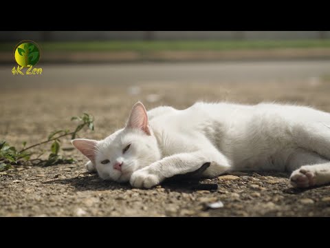 Our Friends In Nature (Relaxation Video) - 4K Zen